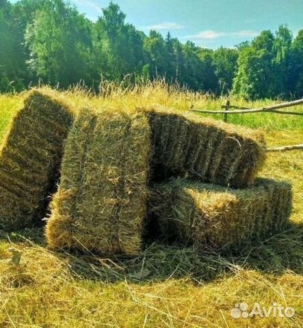 Сено люцерны в тюках