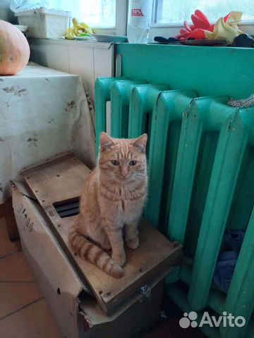 Котенок 6 месяцев