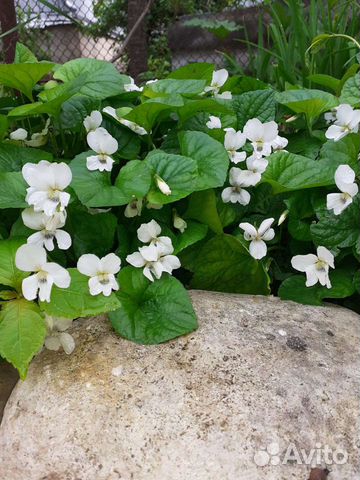 Цветы для сада