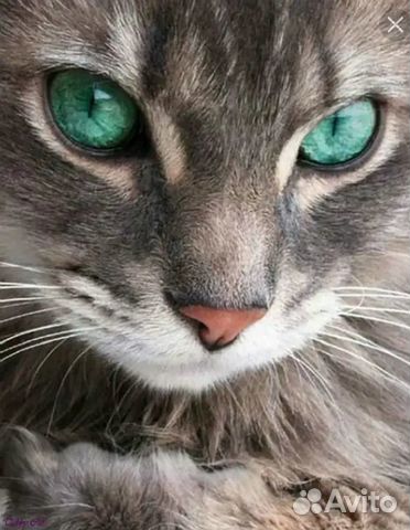 Передержка кошек,котоняня,зооняня