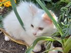Продаем белого котенка курильского бобтейла объявление продам