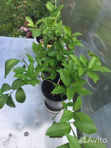 Лимон Мейер