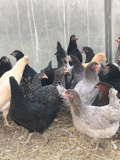 Куры несушки