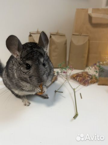 Корм и лакомства для шиншилл