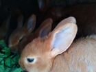 Кролики бургундские 1.5 мес объявление продам