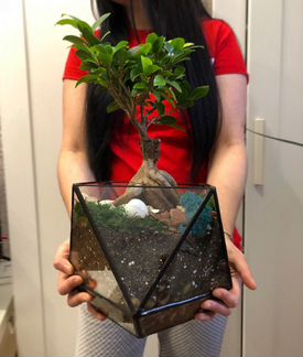 Подарок. Бонсай. Дерево. Комнатное растение. Флора