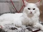 Кот мейн-кун вязка объявление продам