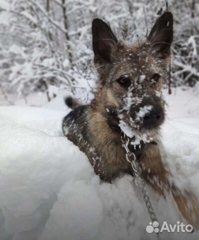 Терьеристый пес в дар