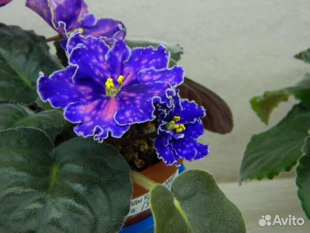 Фиалка звезды крыма фото Продажа фиалочек - Набор № 5 купить в Нижневартовске Товары для дома и дачи Авит
