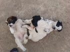 Продаю щенков Русского Спаниеля щенкам два месяца объявление продам