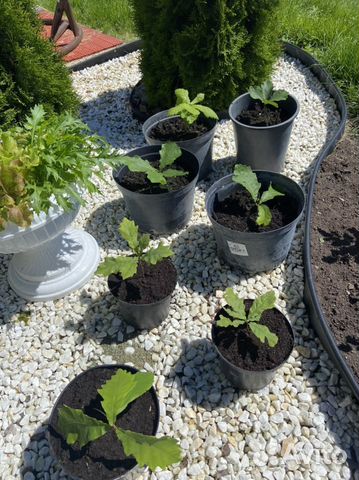 Дуб Монгольский