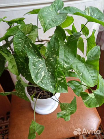 1 фото- Сингониум