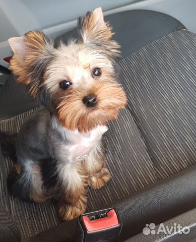 Йоркширский терьер вязка