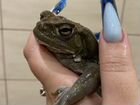 Колорадская жаба объявление продам