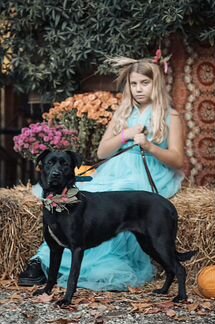 Собака в добрые руки