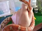 Змея маисовый полоз объявление продам