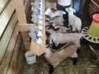 Животноводческая ферма козы/куры/картофель объявление продам