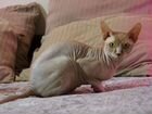 Канадский сфинкс котята объявление продам