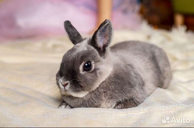 Кролики для фотосессий (аренда)