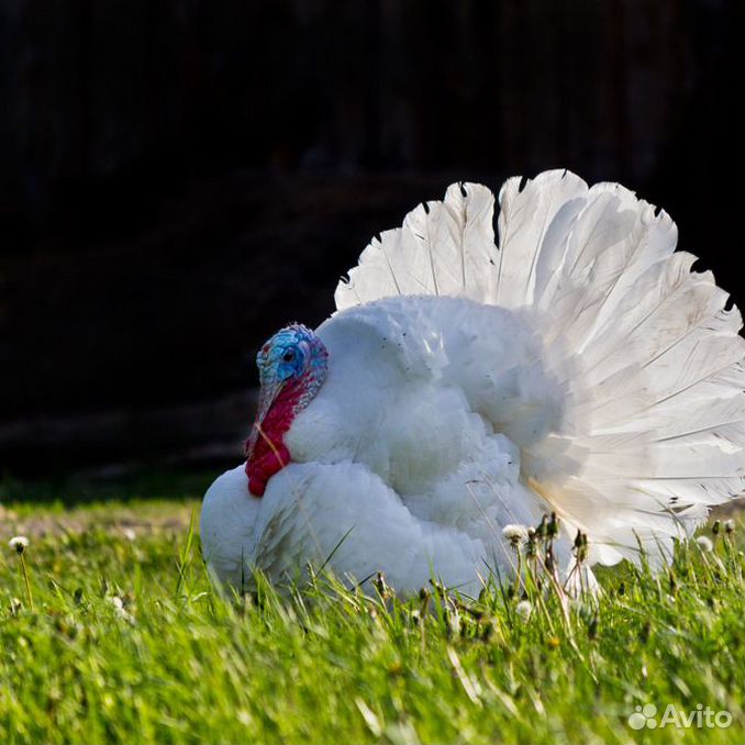 Пальмовые индюки. Индюки бурбонская красная. Продажа индюков. Авито индюки. Авито индюки.