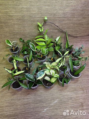 Hoya (хойи разные)