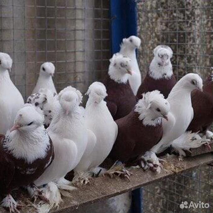 Благодарненских голубей. Благодарненских голубей. Сизолысые бойные голуби. Благодарненские белоголовые голуби. Благодарненские бойные голуби.