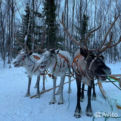 Тур из Мурманска 