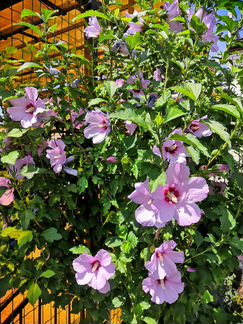 Момордика, клубника, гибискус, гортензия