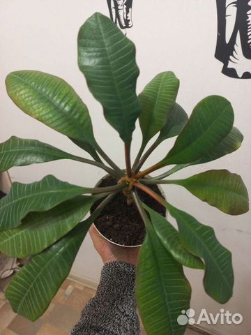 Молочай пальмочка