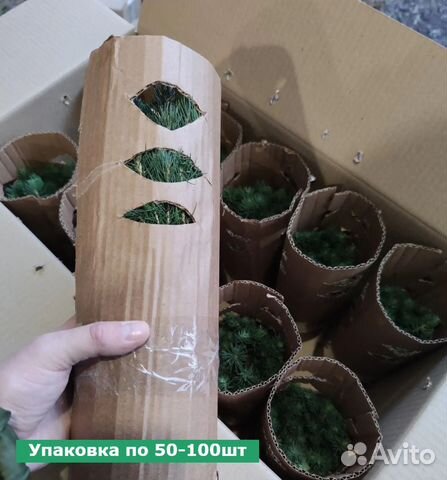 Пихта Нордмана от 50шт сеянцы