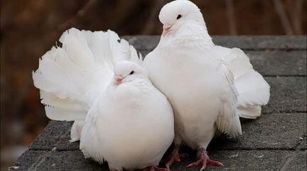 Удобрения помёт голубиный