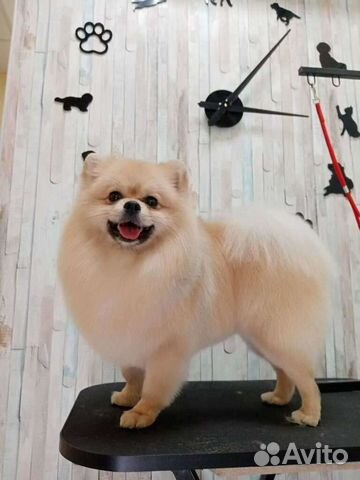 Стрижка собак. Тримминг. Груминг. Московский р-н