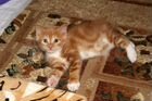 Продам котят-рысят порода Курильский Бобтейл объявление продам