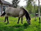 Лошадь, Белорусская упряжная объявление продам