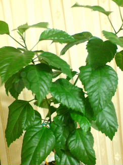 Китайская роза