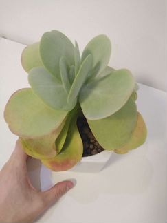 Каланхоэ тирсифлора взрослое растение суккулент