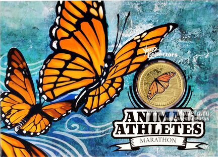 Бабочка птицекрылка. Животные атлеты. Бабочка