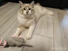 Котенок Невская маскарадная 7 месяцев объявление продам