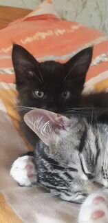 Котята
