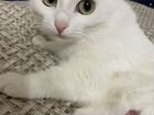Белоснежная кошка (возможно коротколапая )