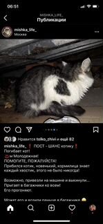 Домашнего кота выкинули на улицу