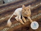 Стрижка кошек и котов Тольятти объявление продам