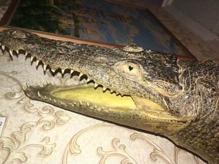 Чучело из настоящего крокодила Куба 160 см