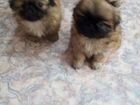 Собаки щенки породистые пекинес объявление продам