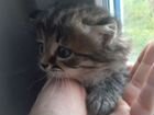Сибирский котёнок, комочек счастья объявление продам