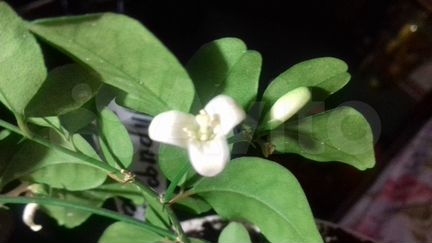 Фикус,пахистахис,кроссандра,брейнии