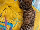 Бенгальская кошка. Вязка