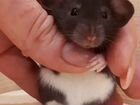 Крыса дамбо сиамская, хаски объявление продам