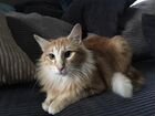 Норвежская лесная кошка в добрые руки объявление продам