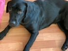 Собака в добрые руки лабрадор черный, сука, 4 года объявление продам